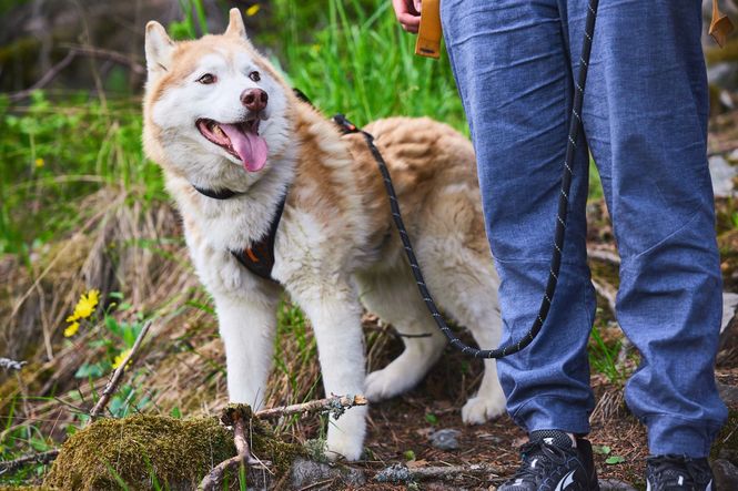 Hovedbilde Non-stop dogwear Rock adjustable leash