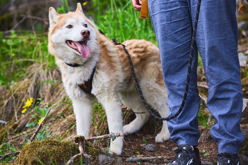 Non-stop dogwear Rock adjustable leash