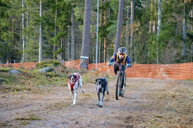 Hovedbilde Non-stop dogwear Bungee leash double ...