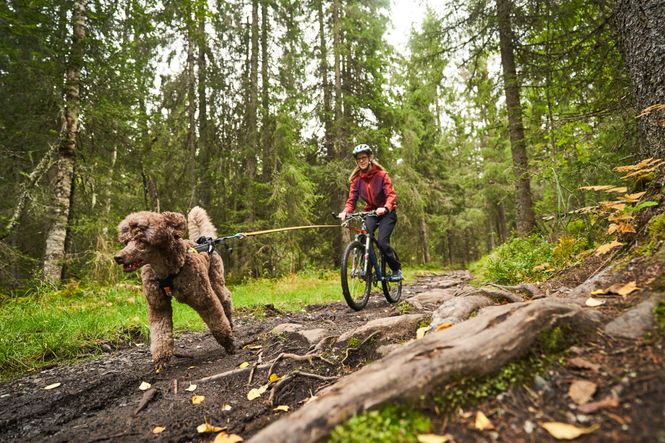 Hovedbilde Non-stop dogwear Bike antenna