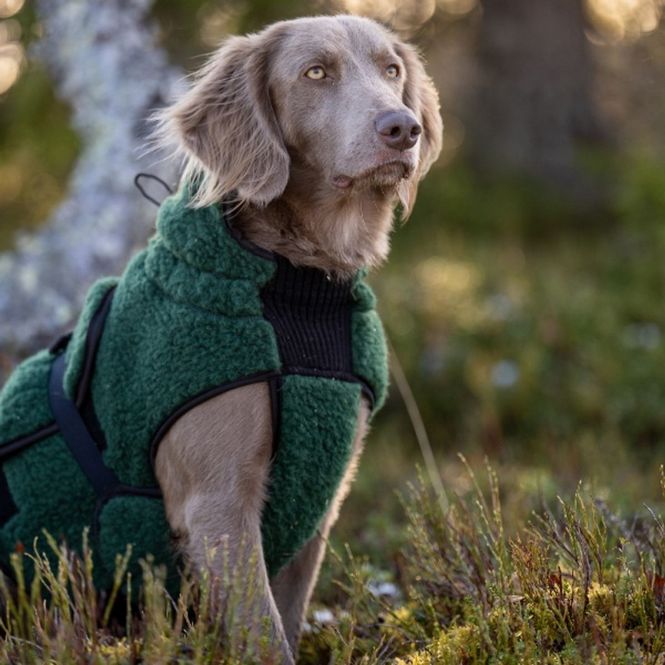 Hovedbilde CANELANA Selva ulldekken hund