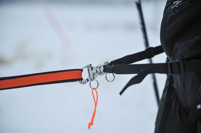 Hovedbilde Non-stop dogwear Løype belt pro