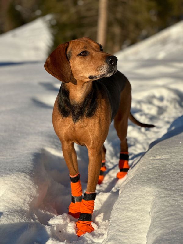 Non-stop dogwear Contact bootie high potesokk