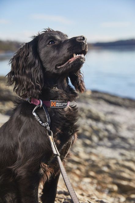 Hovedbilde Non-stop dogwear Tumble collar