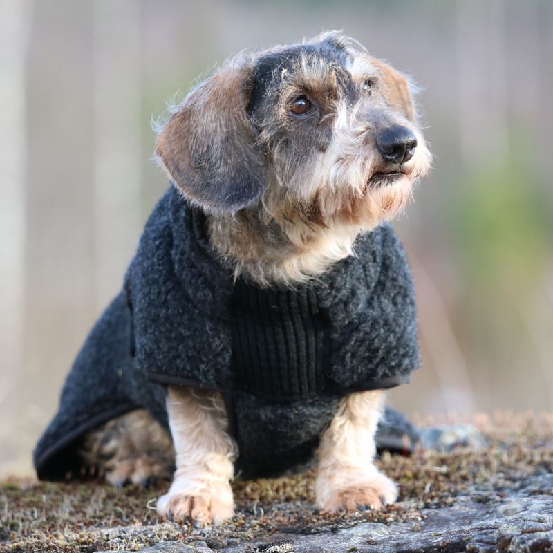 CANELANA Ambassadør Ulldekken Hund Dachs