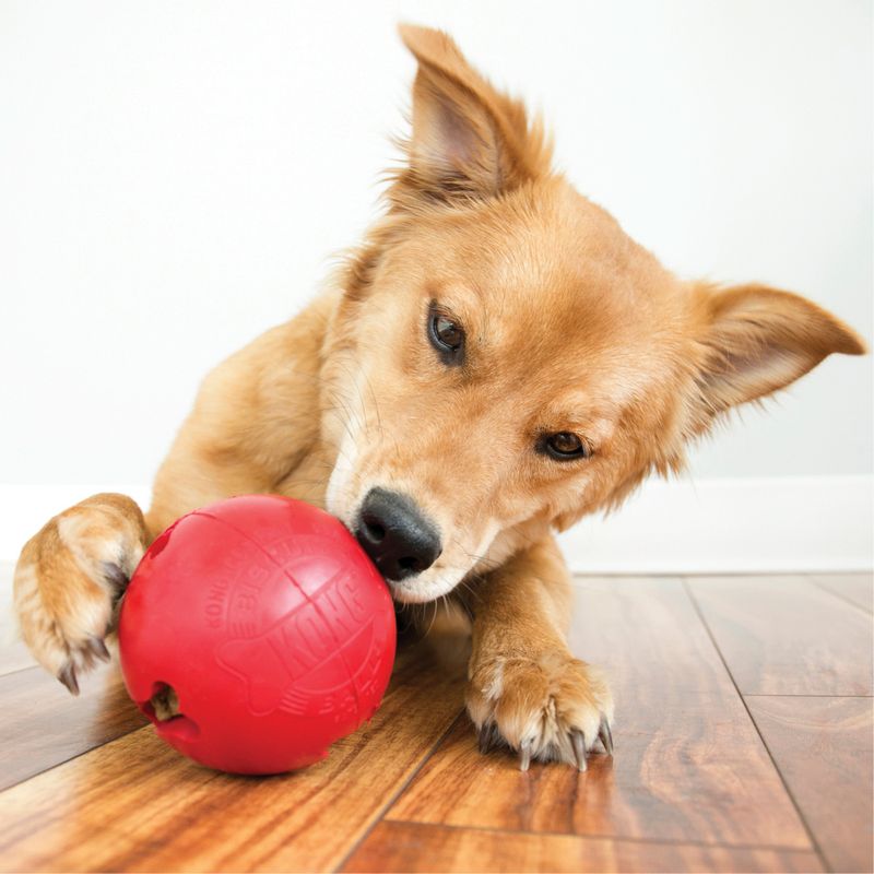 Hundeleke KONG Biscuit Ball