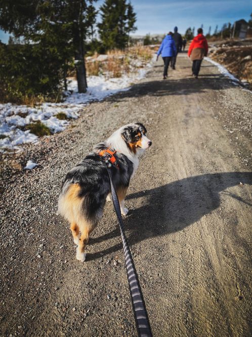 Hovedbilde Non-stop dogwear Touring bungee leash
