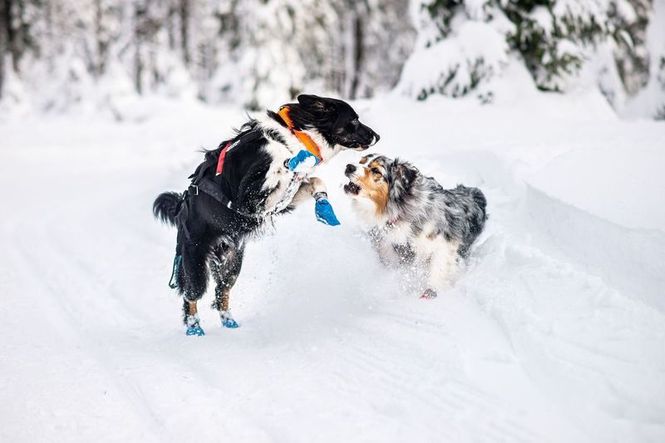 Hovedbilde Non-stop dogwear Safe collar