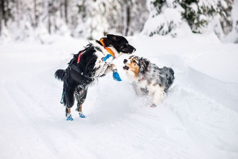 Non-stop dogwear Safe collar