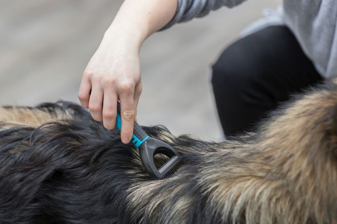 Hovedbilde Børste Strigle Detangler Fine Tenner For Katt og ...
