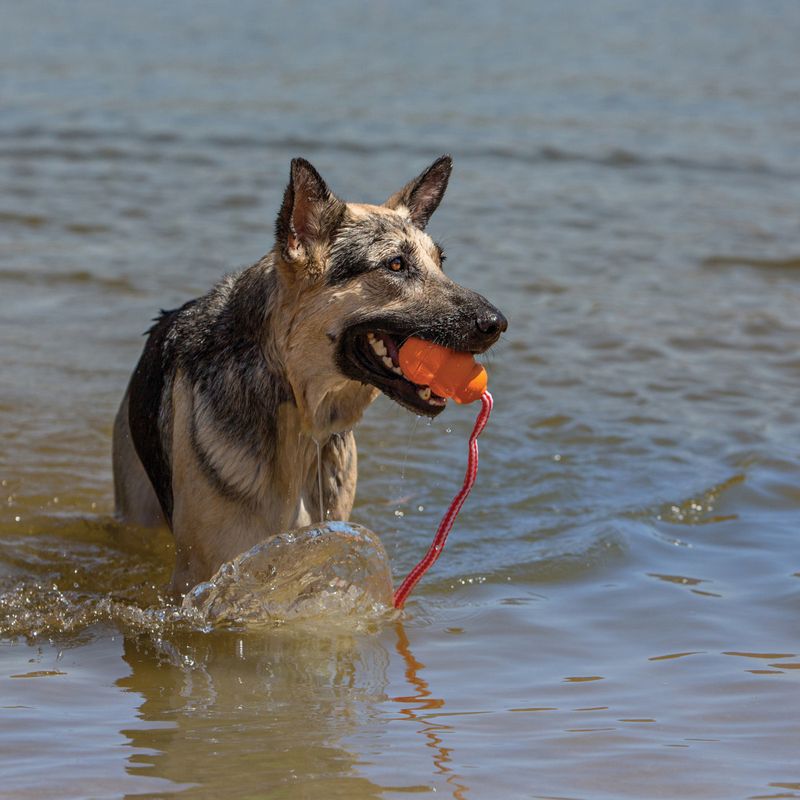 Hundeleke KONG Aqua Flyteleke