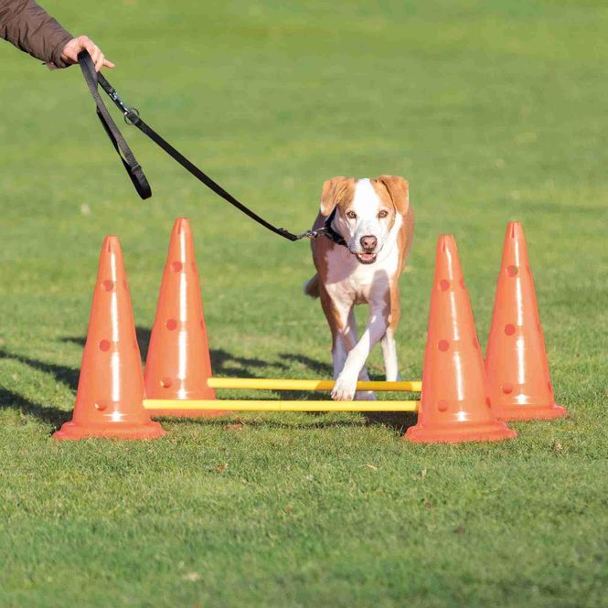 Hovedbilde Agility Hinder 4 Kjegler 2 Stenger