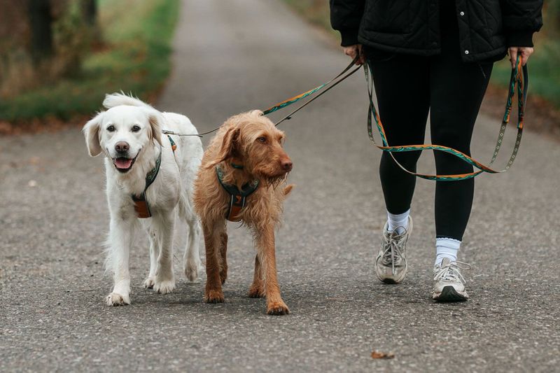 Non-stop dogwear Trail quest leash Rachel Pohl edition
