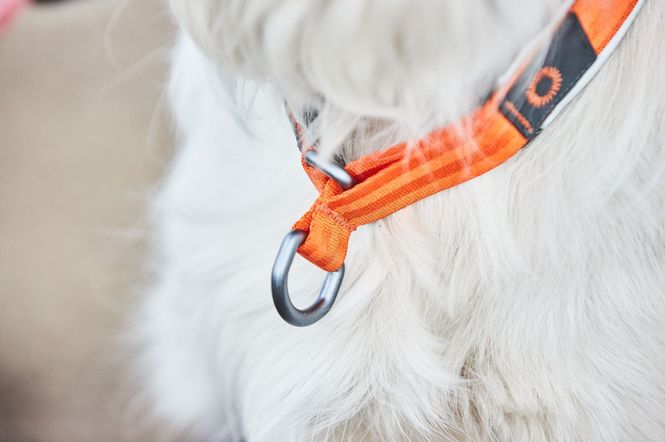 Hovedbilde Non-stop dogwear Cruise collar