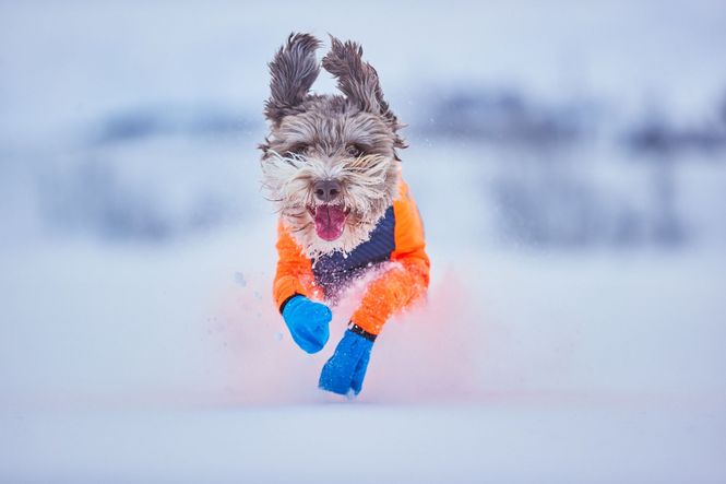 Hovedbilde Non-stop dogwear Long distance bootie potesokk