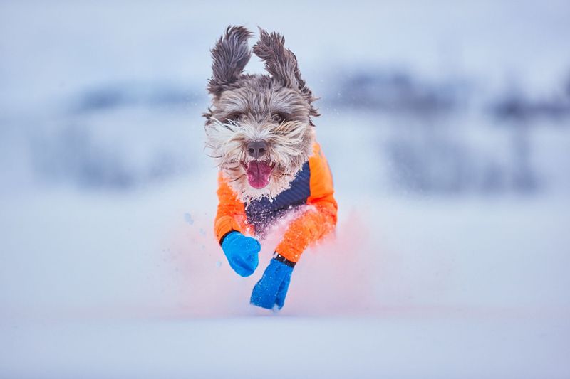 Non-stop dogwear Long distance bootie potesokk