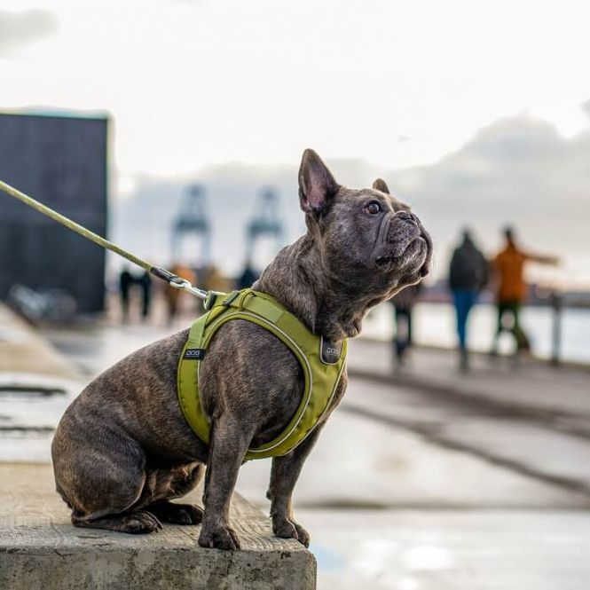 Hovedbilde DOG Copenhagen Comfort Walk Go Sele