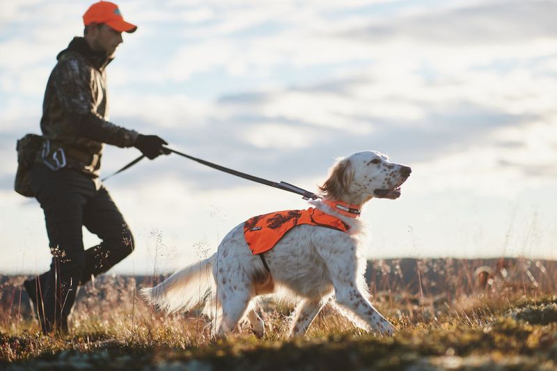 Non-stop dogwear Touring bungee adjustable leash