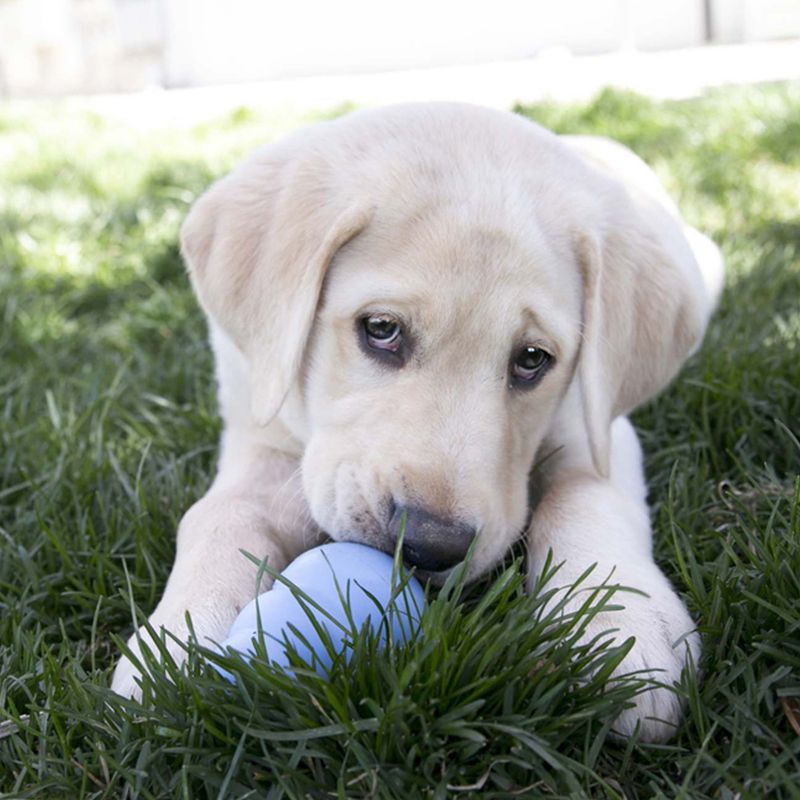 Hundeleke KONG Classic Puppy