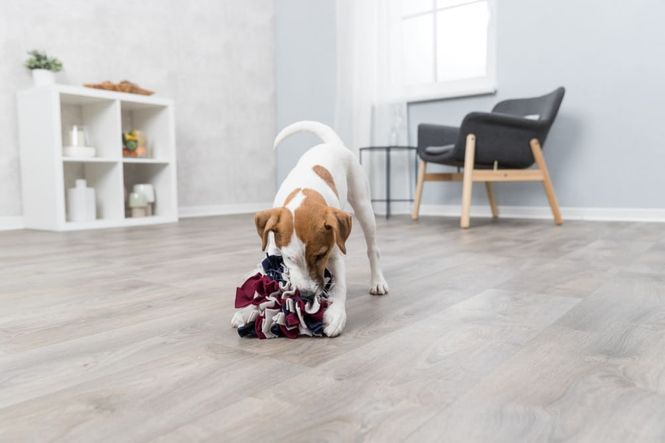 Hovedbilde Snuseleke Dog Activity Sniffing Ball