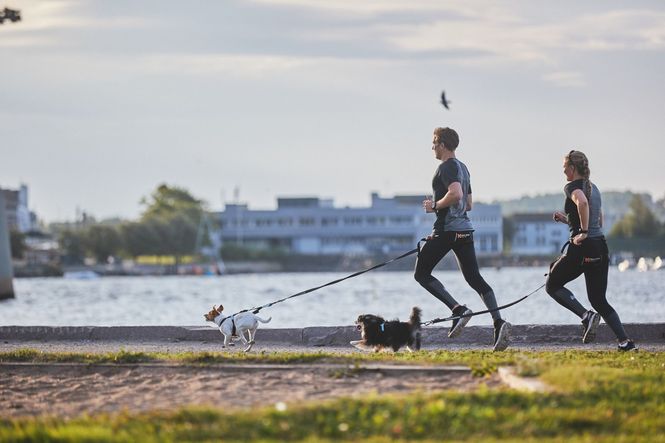 Hovedbilde Non-stop dogwear Touring bungee leash